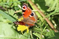 Aglais io