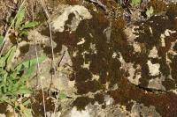 Macroglossum stellatarum