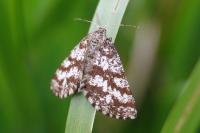 Ematurga atomaria
