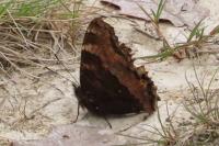 Nymphalis polychloros