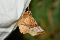 Selenia lunularia