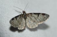 Eupithecia insigniata