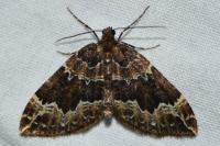 Lampropteryx suffumata