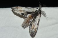 Harpyia milhauseri