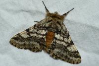 Lycia hirtaria