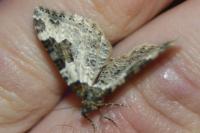 Xanthorhoe fluctuata
