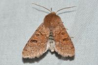 Orthosia miniosa