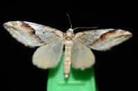 Chesias rufata rufata