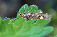 Esperia sulphurella
