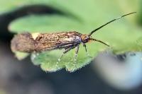Esperia sulphurella