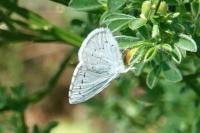 Celastrina argiolus