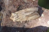 Lithophane socia