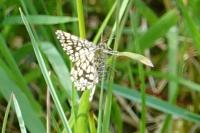 Chiasmia clathrata