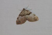 Anticlea derivata
