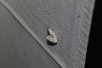 Cilix glaucata