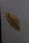 Cyclophora annularia