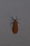 Wittia sororcula
