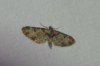 Eupithecia irriguata