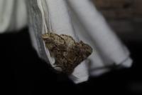 Lycia hirtaria