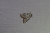 Nola confusalis