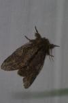 Peridea anceps