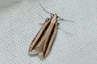 Mirificarma interrupta