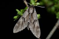Hyloicus pinastri