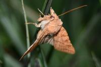 Jodia croceago
