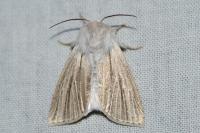 Acronicta albovenosa