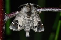 Clostera anachoreta