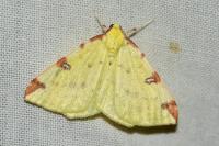 Opisthograptis luteolata