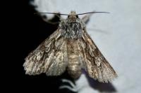 Xylocampa areola