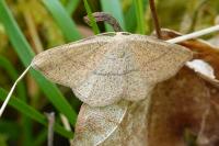 Cyclophora ruficiliaria