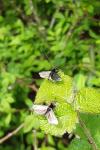 Adela reaumurella