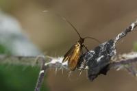 Cauchas rufimitrella