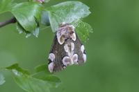 Thyatira batis
