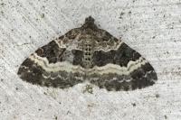 Epirrhoe alternata