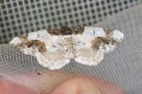 Ligdia adustata