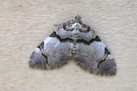 Anticlea derivata
