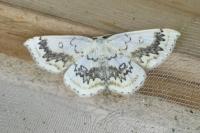 Cyclophora annularia