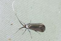 Adela reaumurella