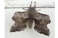 Laothoe populi