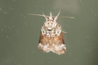 Nycteola siculana