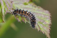 Saturnia pavonia