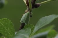 Tortrix viridana