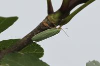 Tortrix viridana