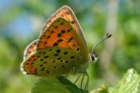 Lycaena tityrus