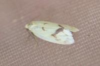 Agapeta hamana