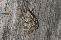 Eudonia delunella