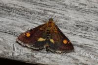 Pyrausta aurata